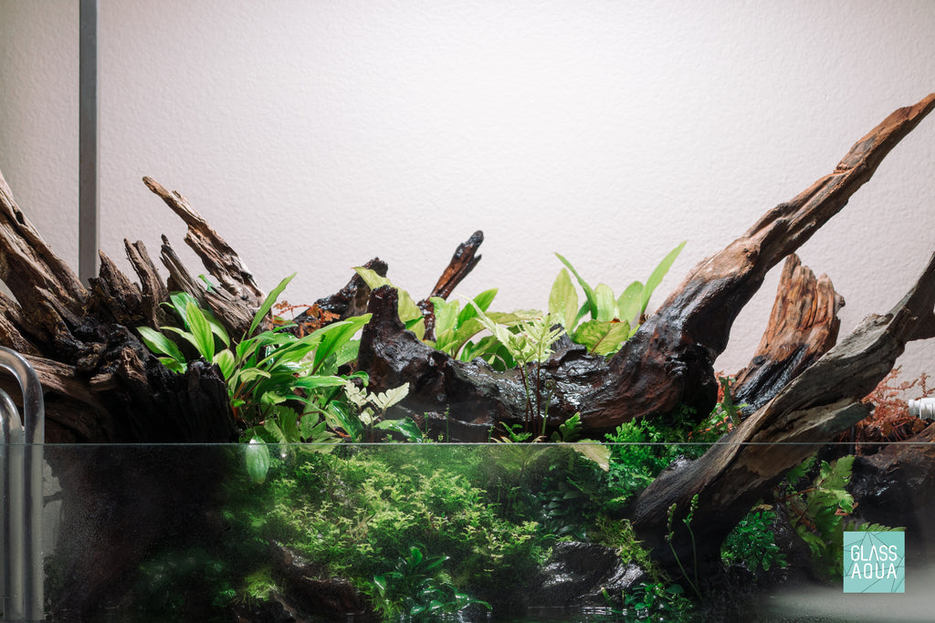 Homalomena Sekadau South Narrow | Shop Live Aquatic Plants - Glass Aqua