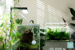 Two planted aquariums by Glass Aqua