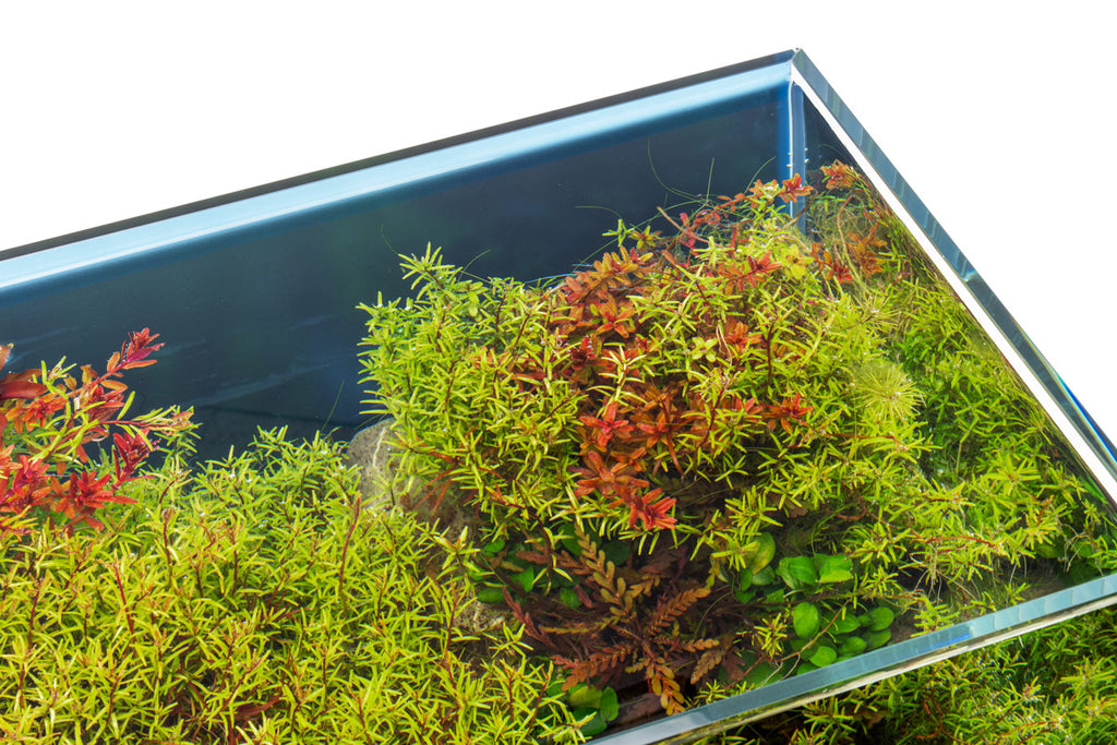 Ultum Nature Systems UNS Limited Edition Blue Background Rimless Aquarium Tank
