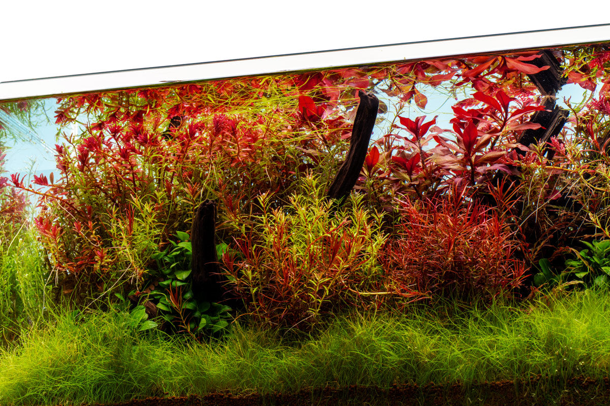 Ultum Nature Systems UNS Limited Edition Blue Background Rimless Aquarium Tank