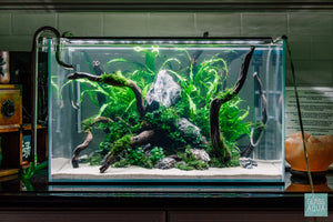 Java Moss Large Mat - Glass Aqua