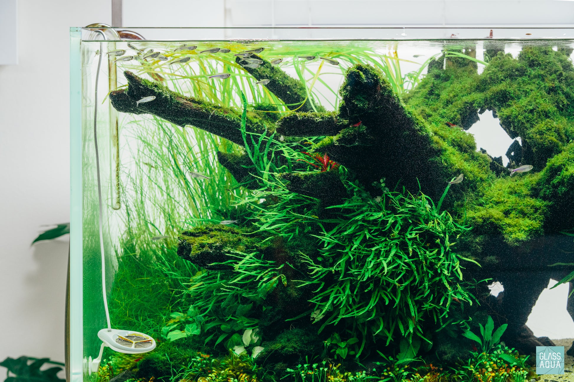 Easy beginner Aquatic Plant Java Fern Trident for Planted Aquariums