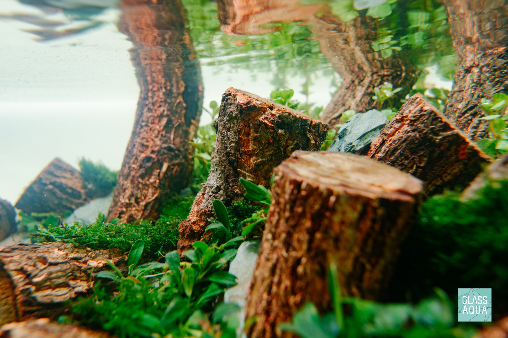 Planted Aquarium Tank Aquascaping Hardscape Log Wood and Grey River Slate Stone planted with live aquarium plants