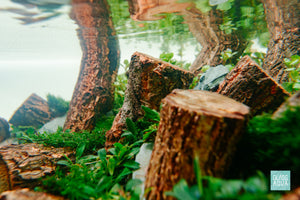 Planted Aquarium Tank Aquascaping Hardscape Log Wood and Grey River Slate Stone planted with live aquarium plants