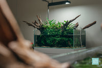 Ultum Nature Systems UNS 75S Shallow Aquarium Paludarium with Jungle Plants