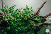 Ultum Nature Systems UNS 75S Shallow Aquarium Paludarium with Jungle Plants