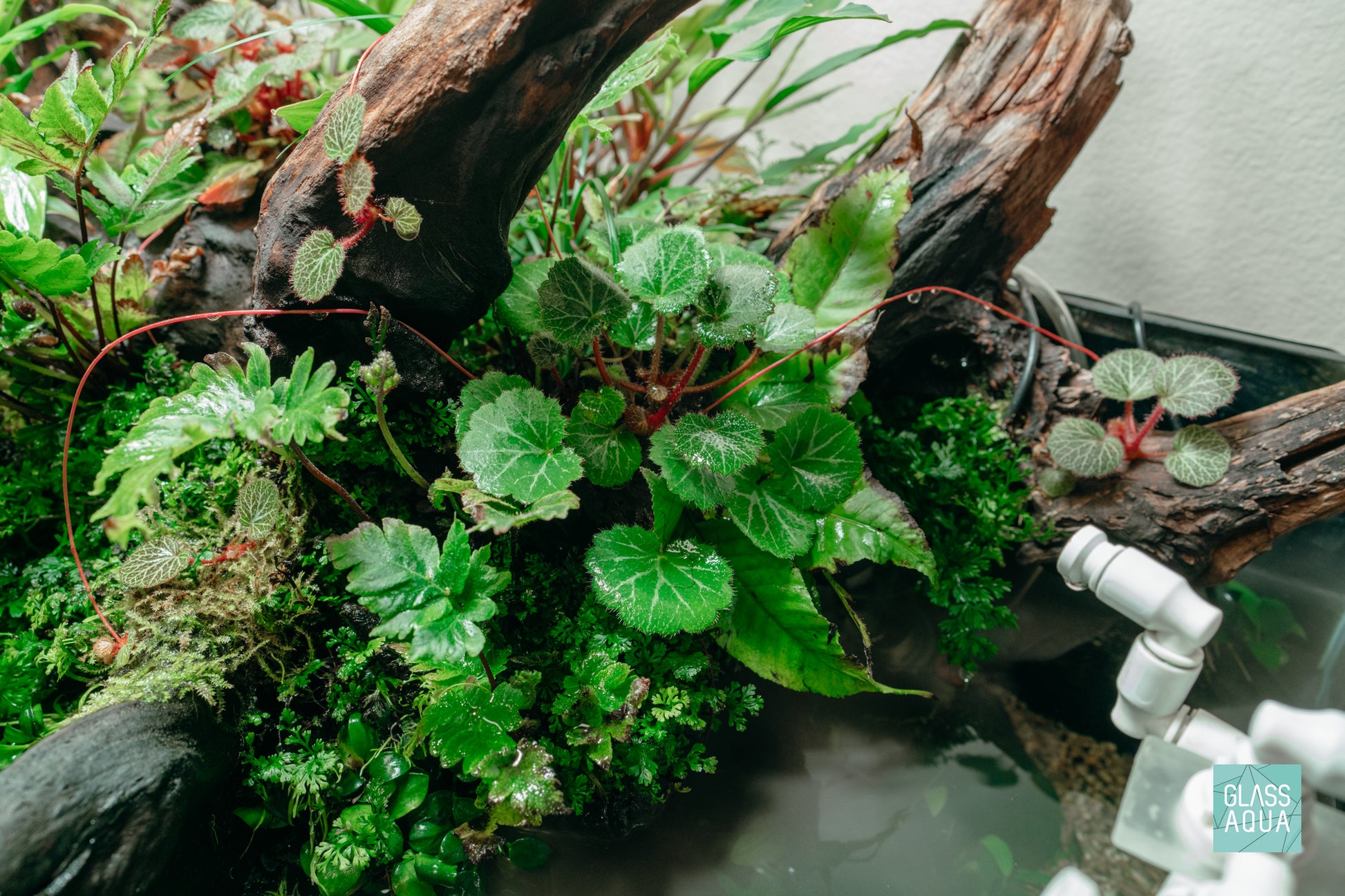Strawberry Begonia Saxifraga stolonifera terretrial terrarium