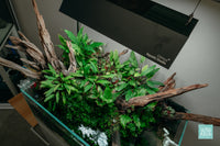 Ultum Nature Systems UNS 75S Shallow Aquarium Paludarium with Jungle Plants