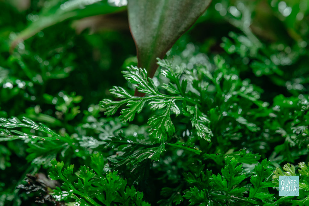 bolbitis difformis mini aquarium terrarium paludarium plant