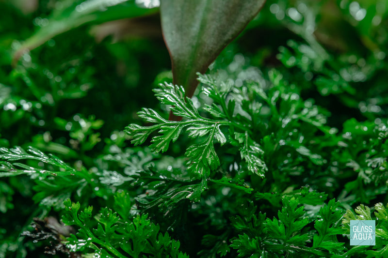 bolbitis difformis mini aquarium terrarium paludarium plant