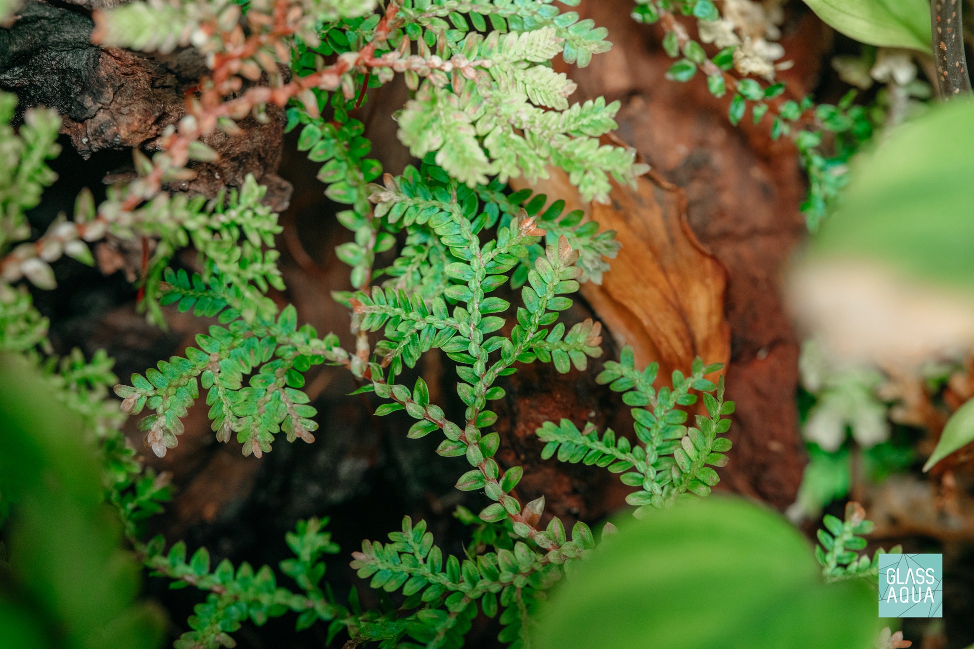 Selaginella Club Moss in Planted Paludarium Tank