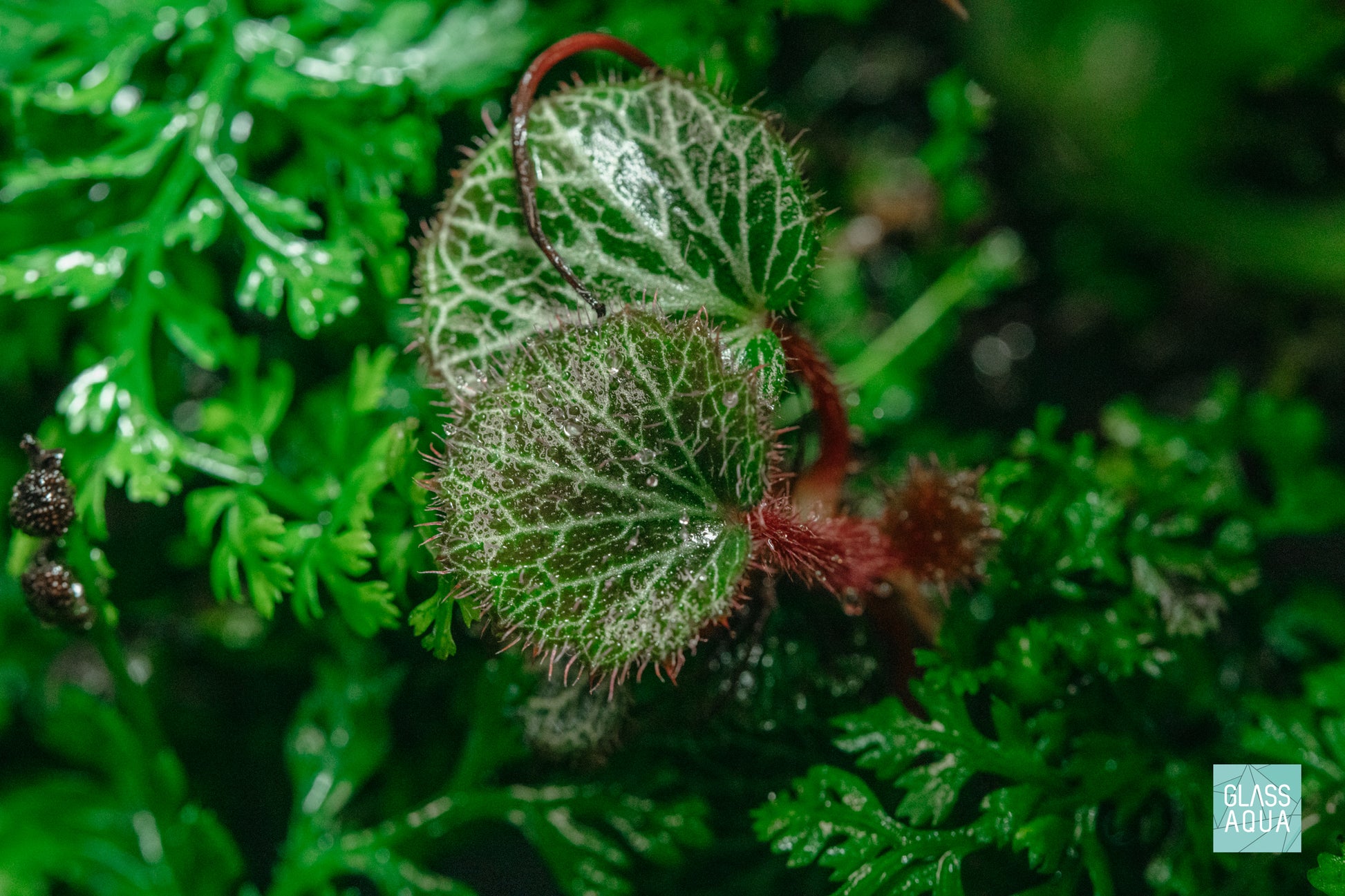 Strawberry Begonia Saxifraga stolonifera terretrial terrarium