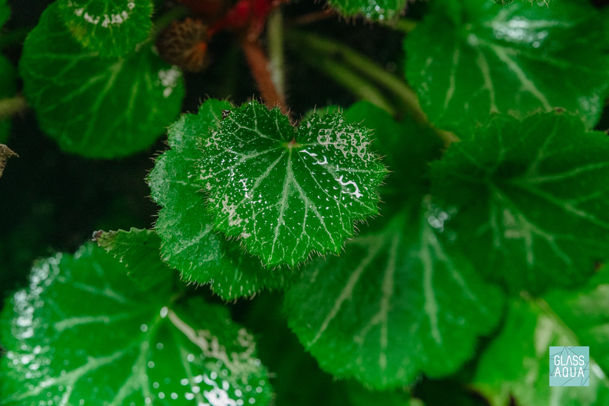 Strawberry Begonia Saxifraga stolonifera terretrial terrarium