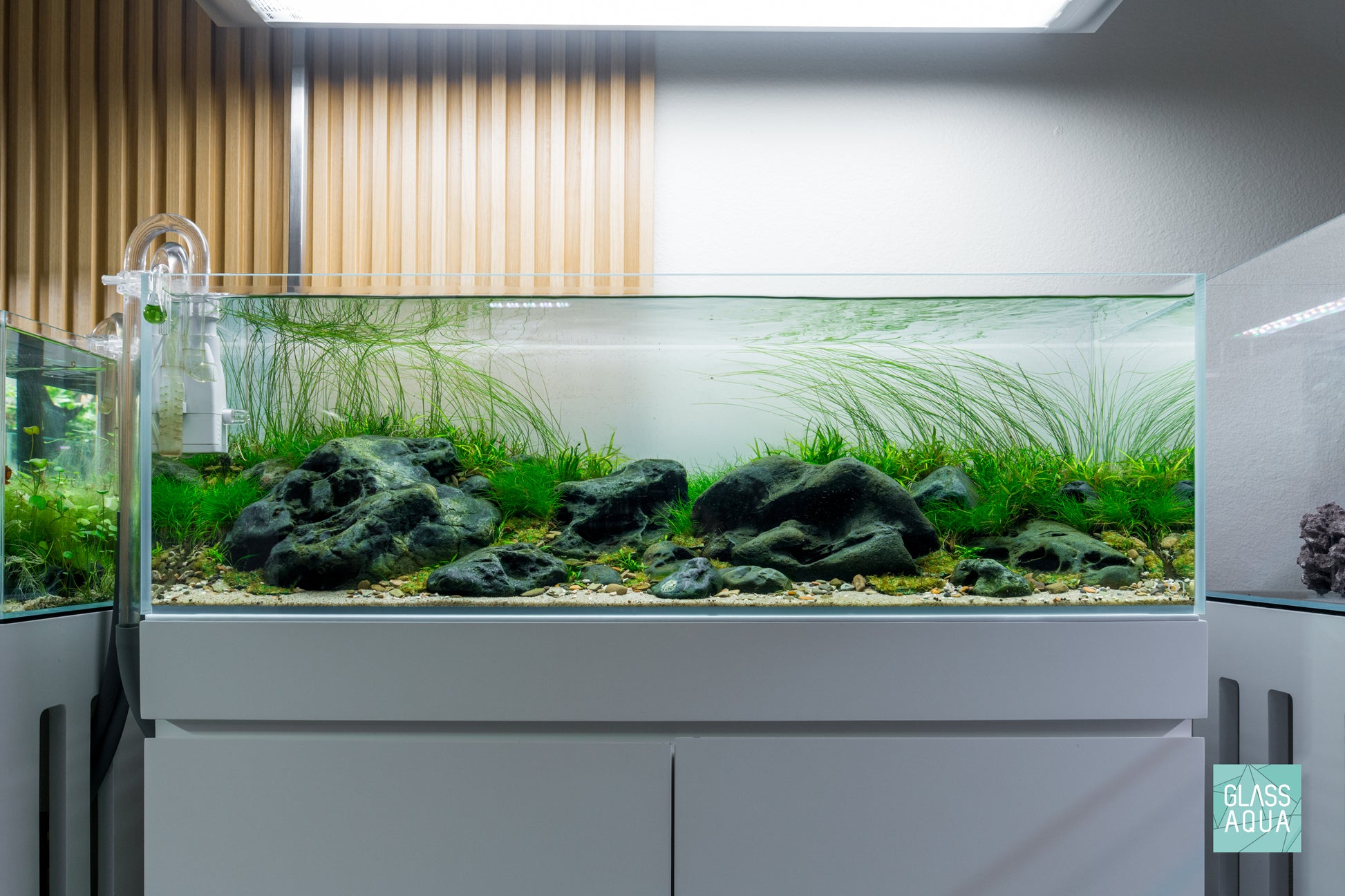 Eriocaulon Feather Duster in UNS Ultum Nature Systems 90L 20 Gallon Planted Aquarium Tank Iwagumi Aquascape