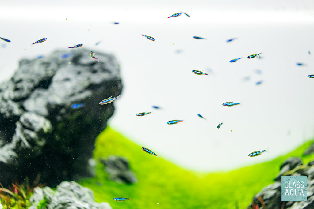 Build Your Own Aquarium Conditioner Bundle