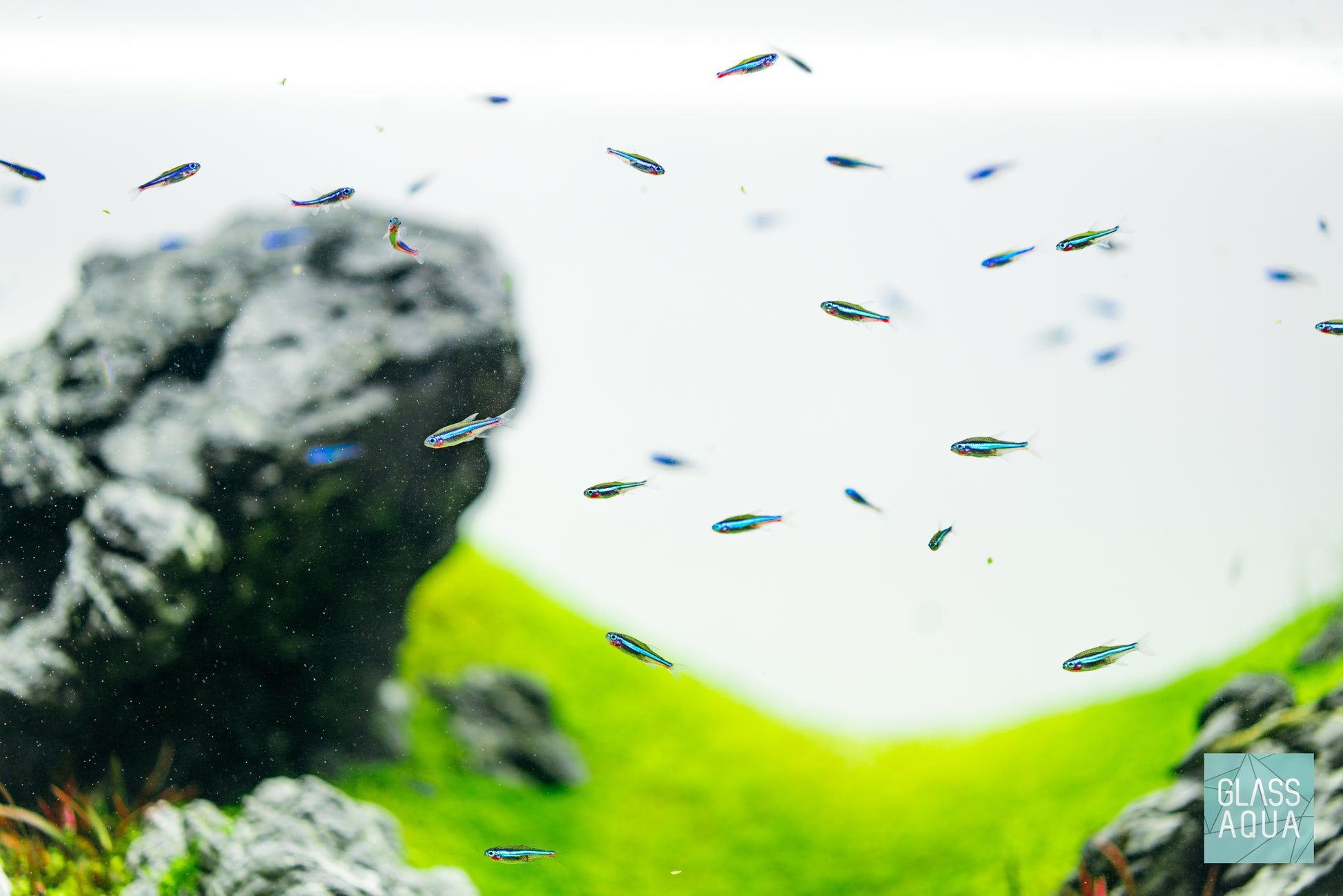 Build Your Own Aquarium Conditioner Bundle
