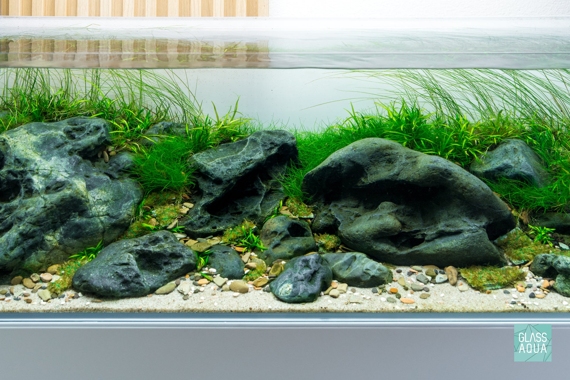 Eriocaulon Feather Duster in UNS Ultum Nature Systems 90L 20 Gallon Planted Aquarium Tank Iwagumi Aquascape