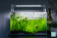 Mature Nano Iwagumi Aquascape Layout with Live Carpeting Aquatic Plants