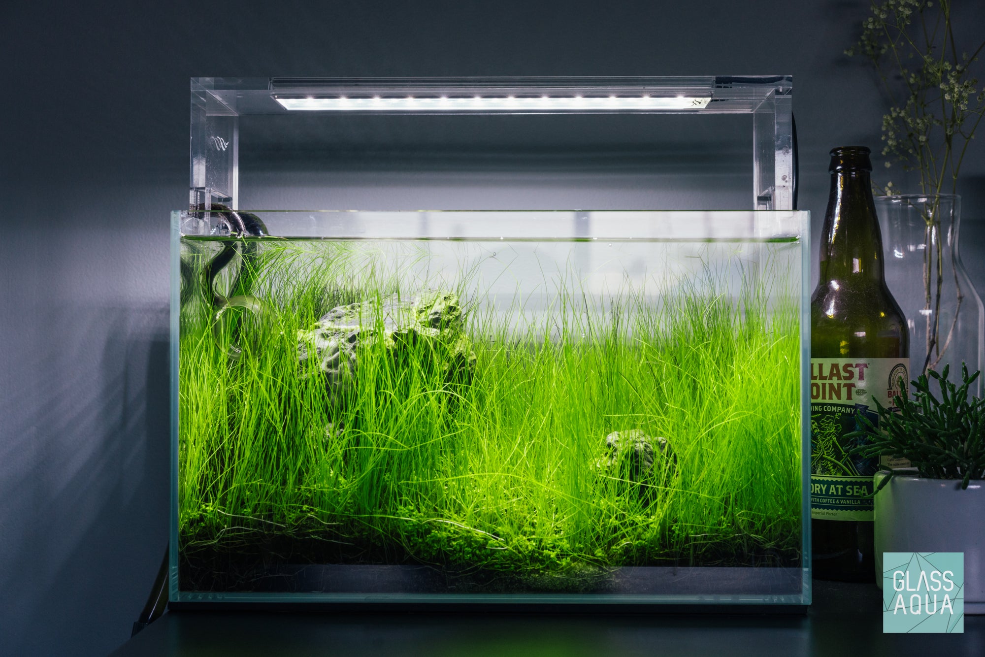 Mature Nano Iwagumi Aquascape Layout with Live Carpeting Aquatic Plants