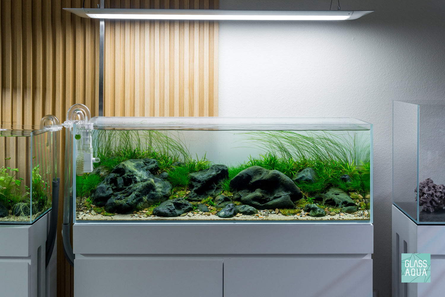 Eriocaulon Feather Duster in UNS Ultum Nature Systems 90L 20 Gallon Planted Aquarium Tank Iwagumi Aquascape
