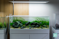 Eriocaulon Feather Duster in UNS Ultum Nature Systems 90L 20 Gallon Planted Aquarium Tank Iwagumi Aquascape