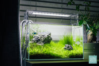 Micranthemum Monte Carlo and Eleocharis Parvula Hair Grass in UNS 5N Iwagumi Aquarium