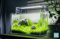 Live Carpeting Aquarium Plants in UNS 5N Nano Planted Tank