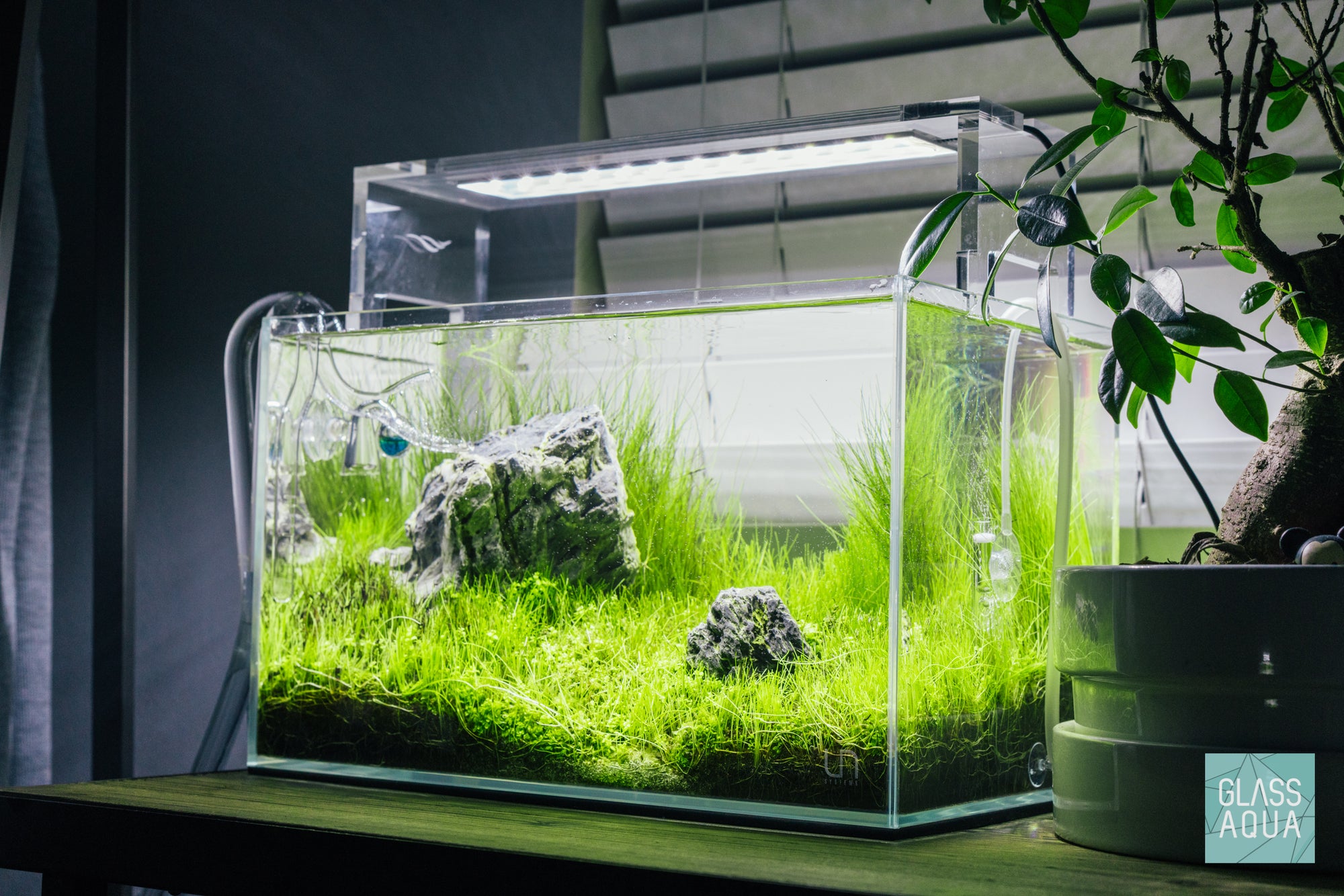 Live Carpeting Aquarium Plants in UNS 5N Nano Planted Tank