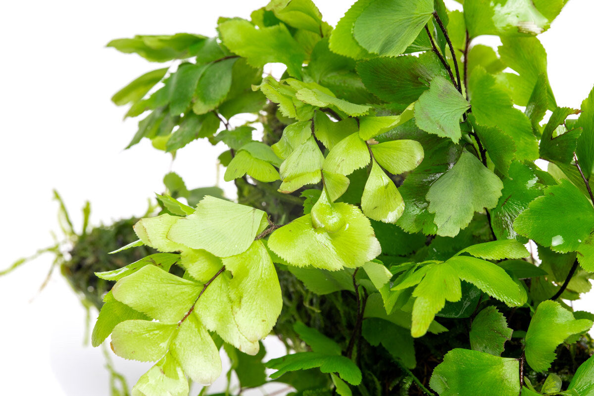 Adiantum Capillus-Veneris Maidenhair Fern | Plants on Moss Driftwood - Glass Aqua