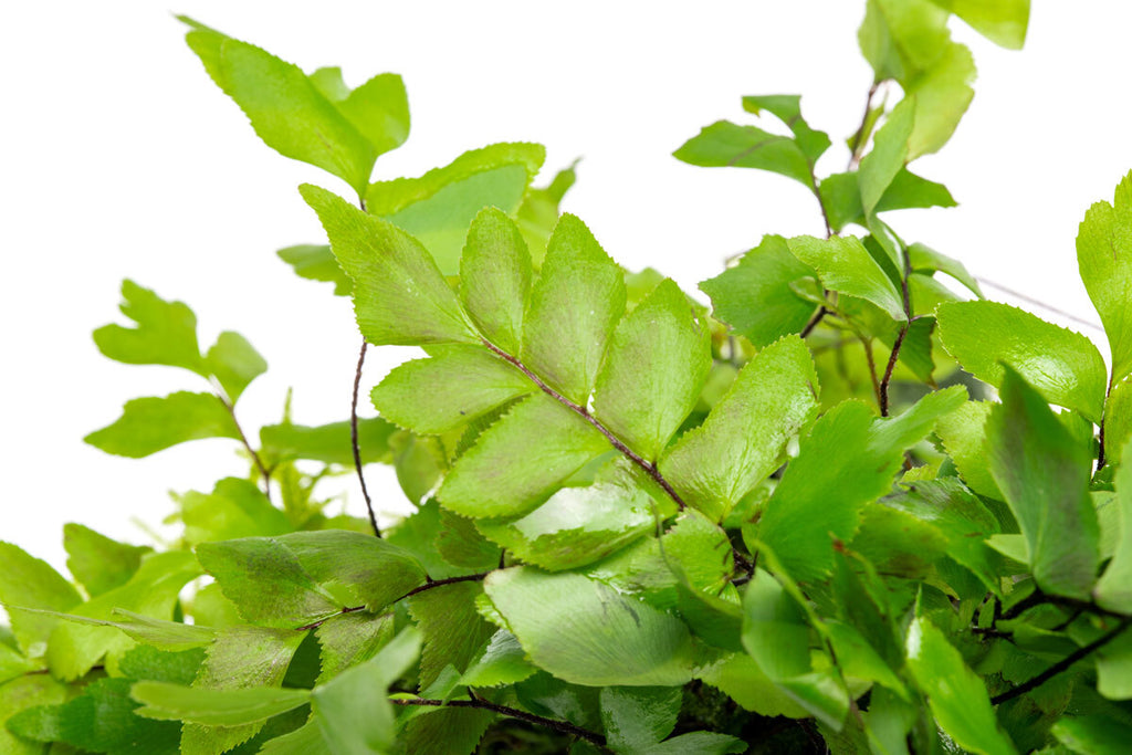 Adiantum Capillus-Veneris Maidenhair Fern | Plants on Moss Driftwood - Glass Aqua