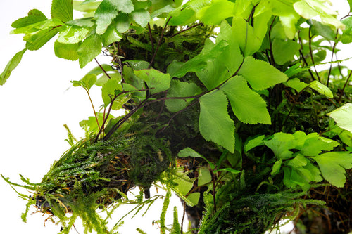 Adiantum Capillus-Veneris Maidenhair Fern | Plants on Moss Driftwood - Glass Aqua