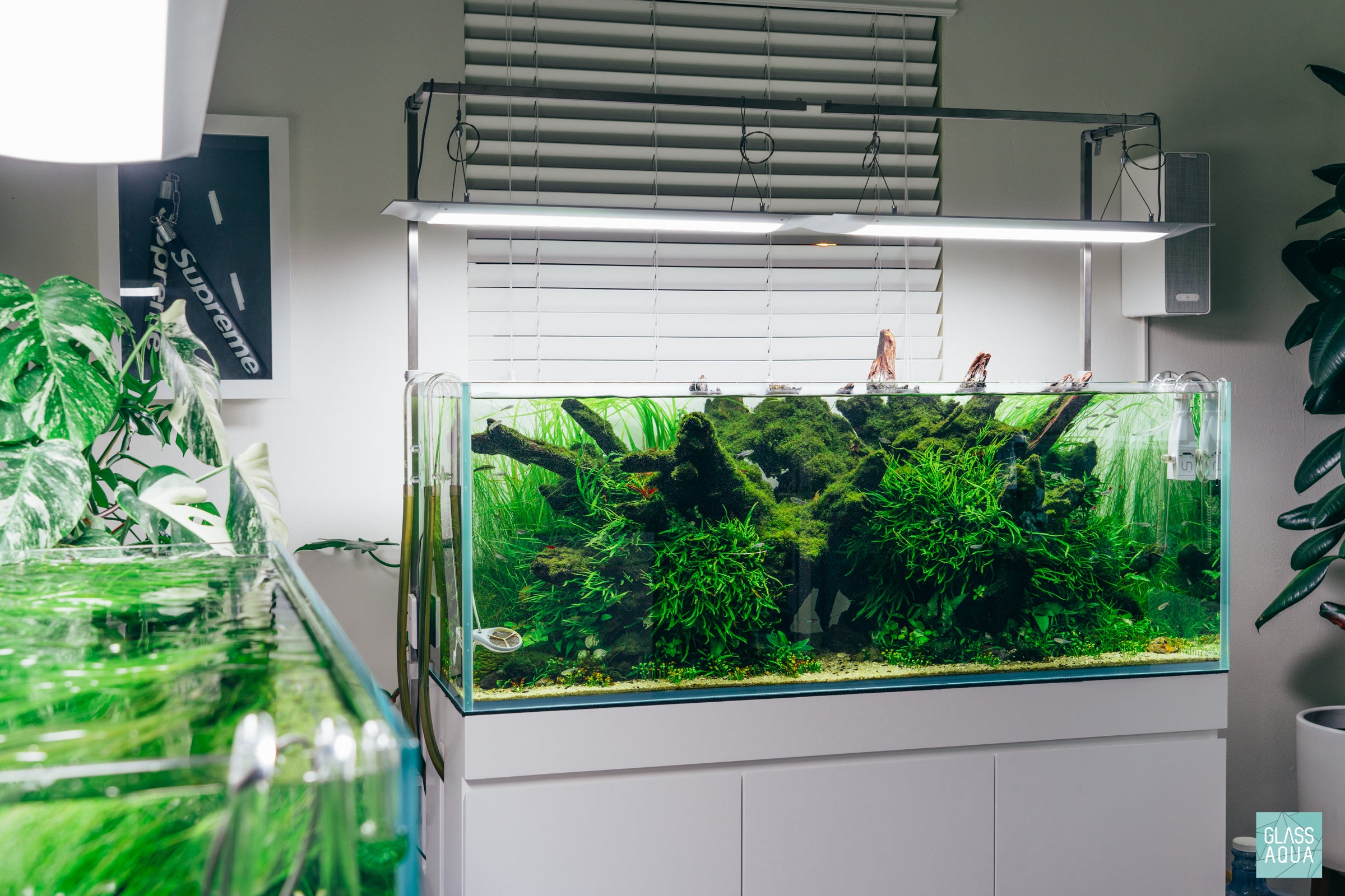 Phoenix Rising - ADA 120P Planted Aquarium | Glass Aqua