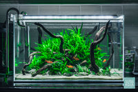 Beginner Aquascape in the UNS 60U Rimless Tank