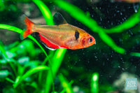 Serpae Tetra in UNS 60U Planted Aquarium
