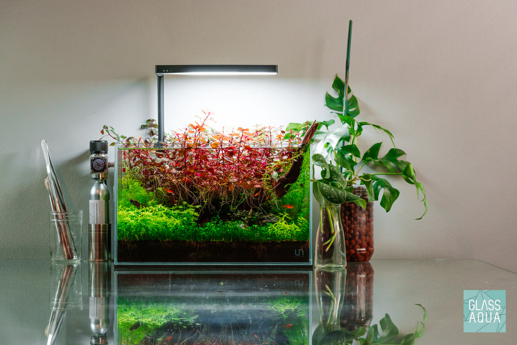 UNS 5N rimless glass aquarium with aquatic plants and pacific driftwood design by Glass Aqua