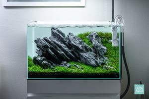 Iwagumi aquascape in UNS 60U by Glass Aqua