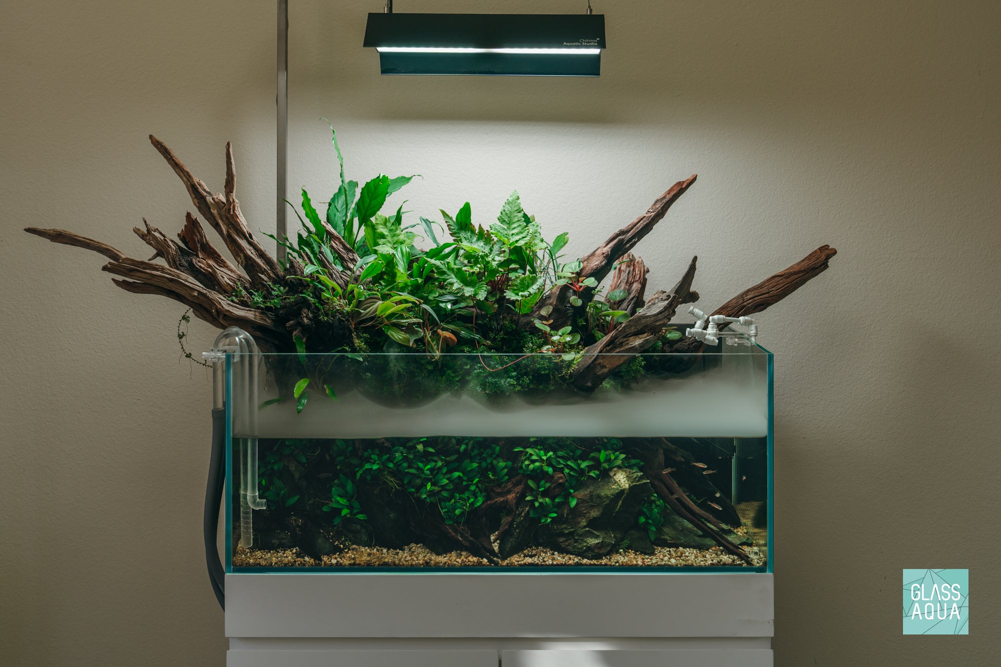 Ultum Nature Systems 75S shallow planted aquarium with Malaysian driftwood