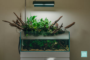 Ultum Nature Systems 75S shallow planted aquarium with Malaysian driftwood