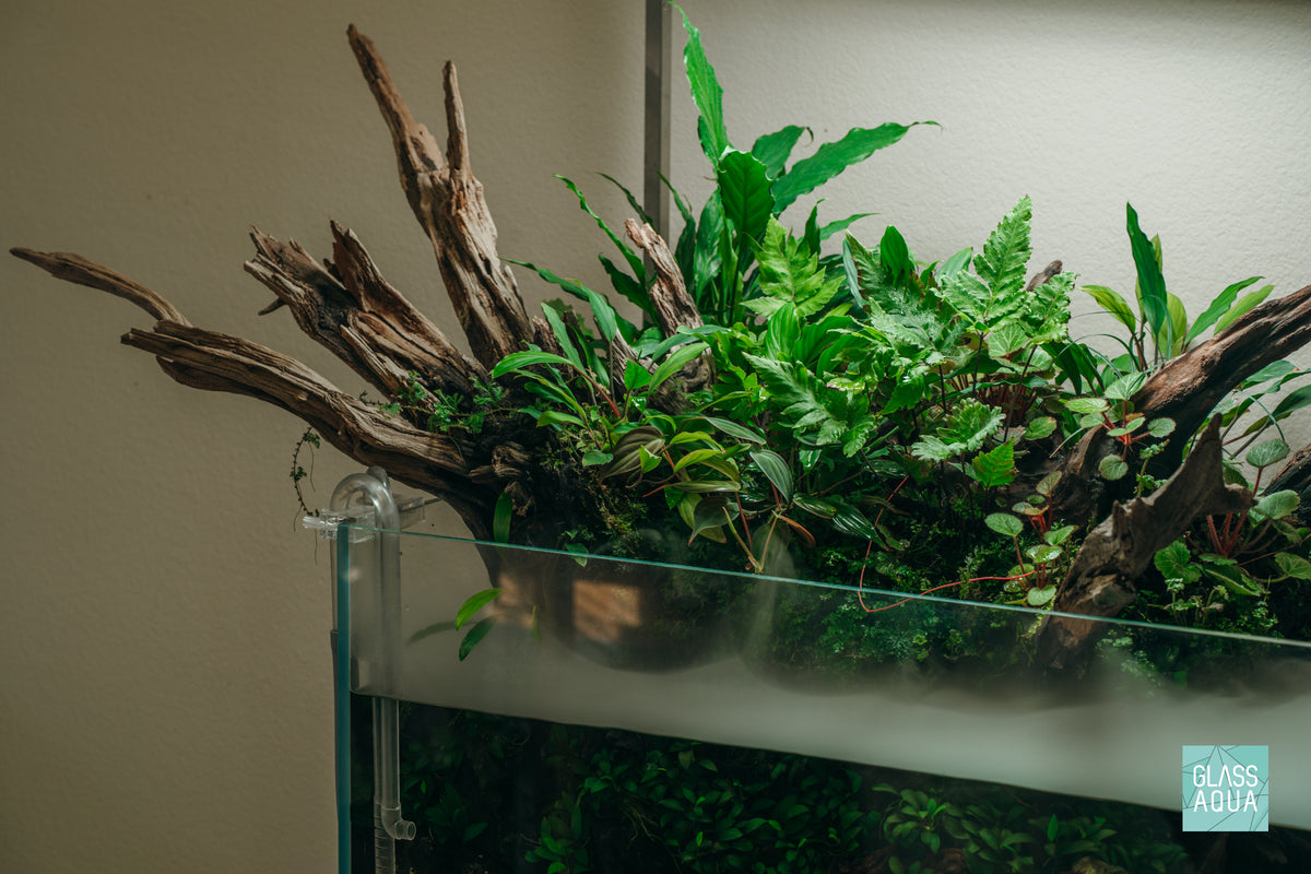2HR Aquarist Apt Dew
