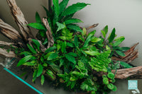 Ryuboku UNS 75S planted tank design by Glass Aqua