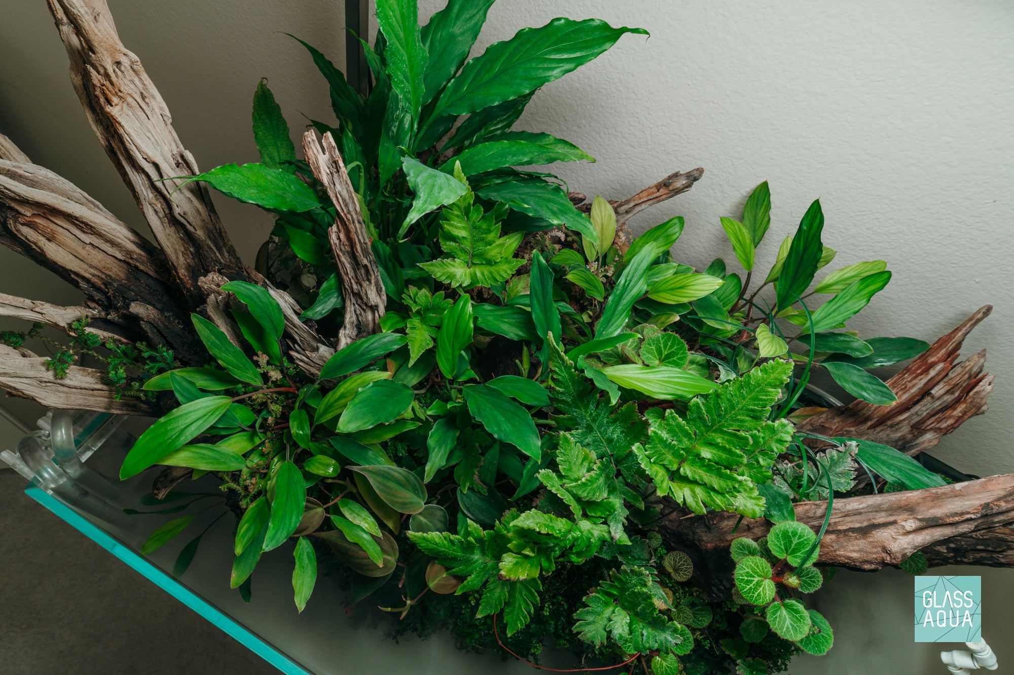 Ryuboku UNS 75S planted tank design by Glass Aqua