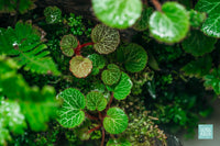 Close-up of Saxifraga stolonifera strawberry begonia plant