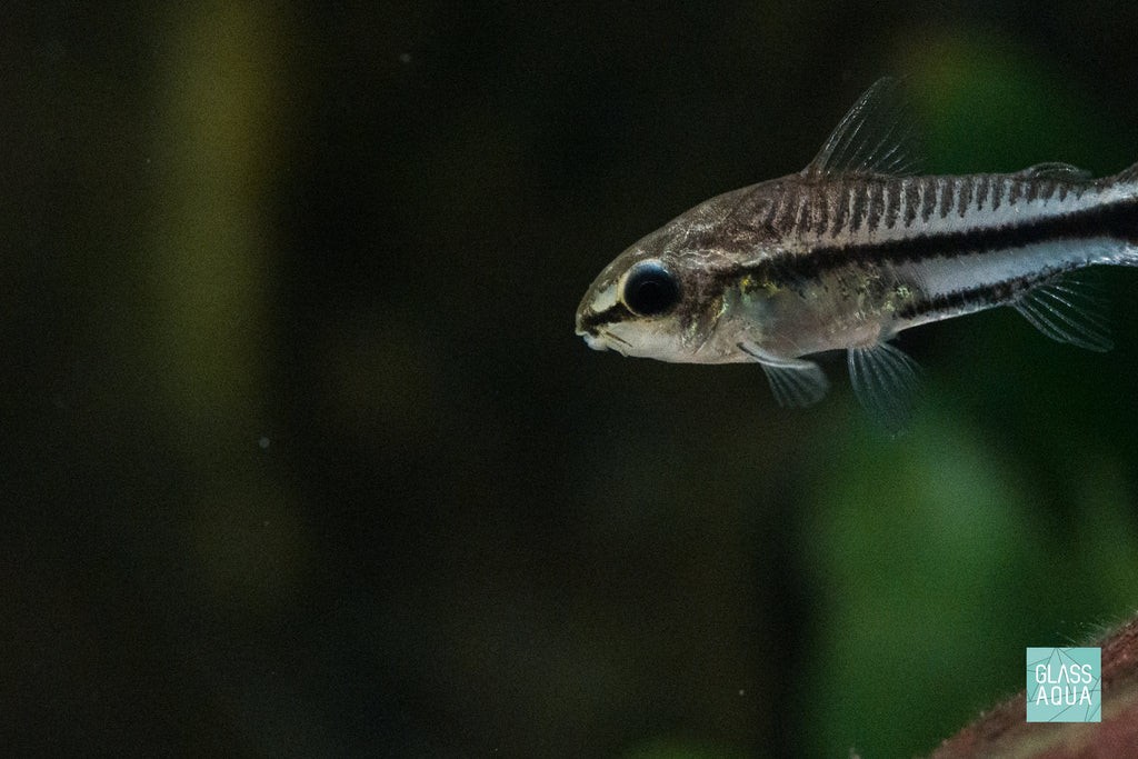 Algae Eater & Bottom Feeder Aquarium Fish Food - Ultra Fresh Shrimp & Vegetable Pie