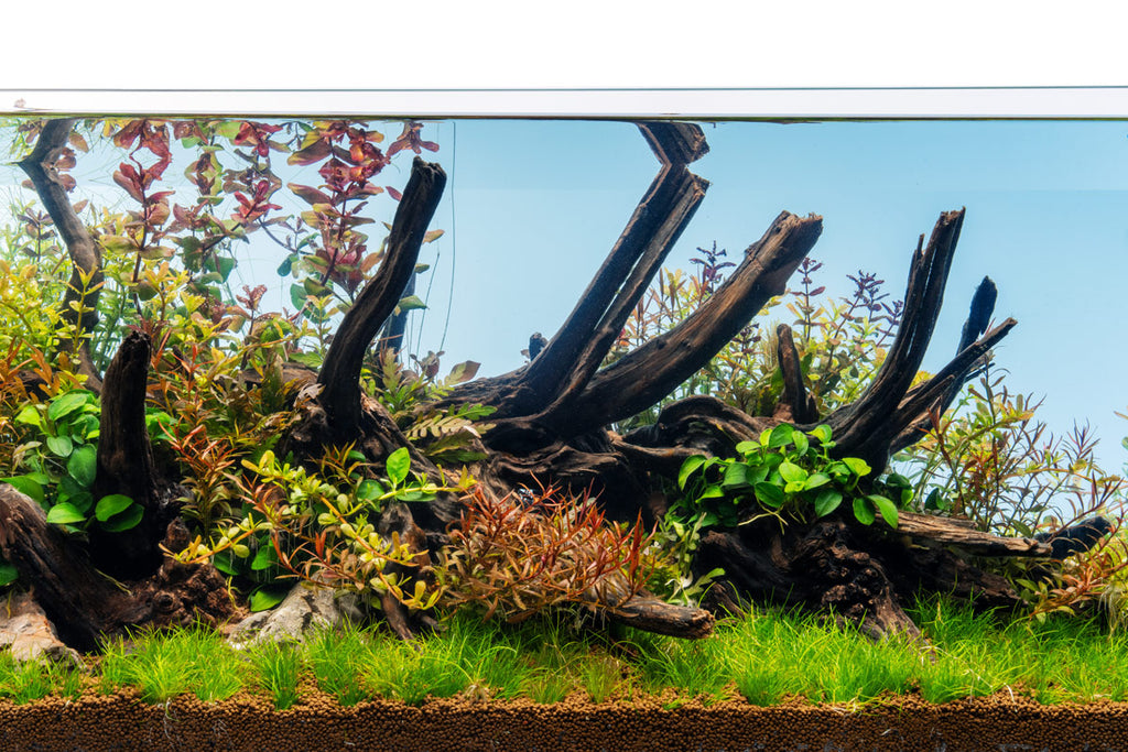 Ultum Nature Systems UNS Limited Edition Blue Background Rimless Aquarium Tank