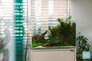 20 gallon planted aquarium with low light aquatic plants by Glass Aqua