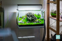 Vermillion Rush - Iwagumi Aquascape in UNS 45U 9.3 gallon planted tank by Glass Aqua