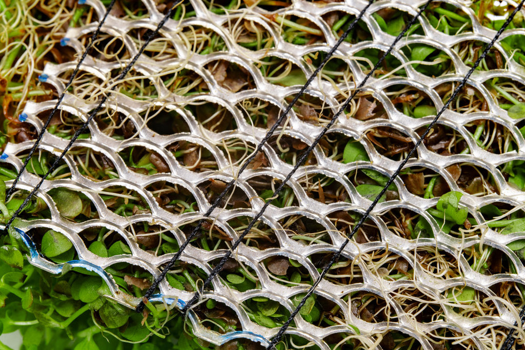 Micranthemum Monte Carlo - Stainless Steel | Carpet Plant - Glass Aqua