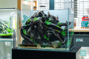 Ultum Nature Systems UNS Planted Rimless Glass Aquarium Nano Tall Tank 5T Malaysian Driftwood Aquascape