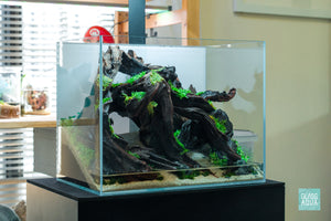 Nano planted aquarium with beginner-friendly aquatic plants by Glass Aqua