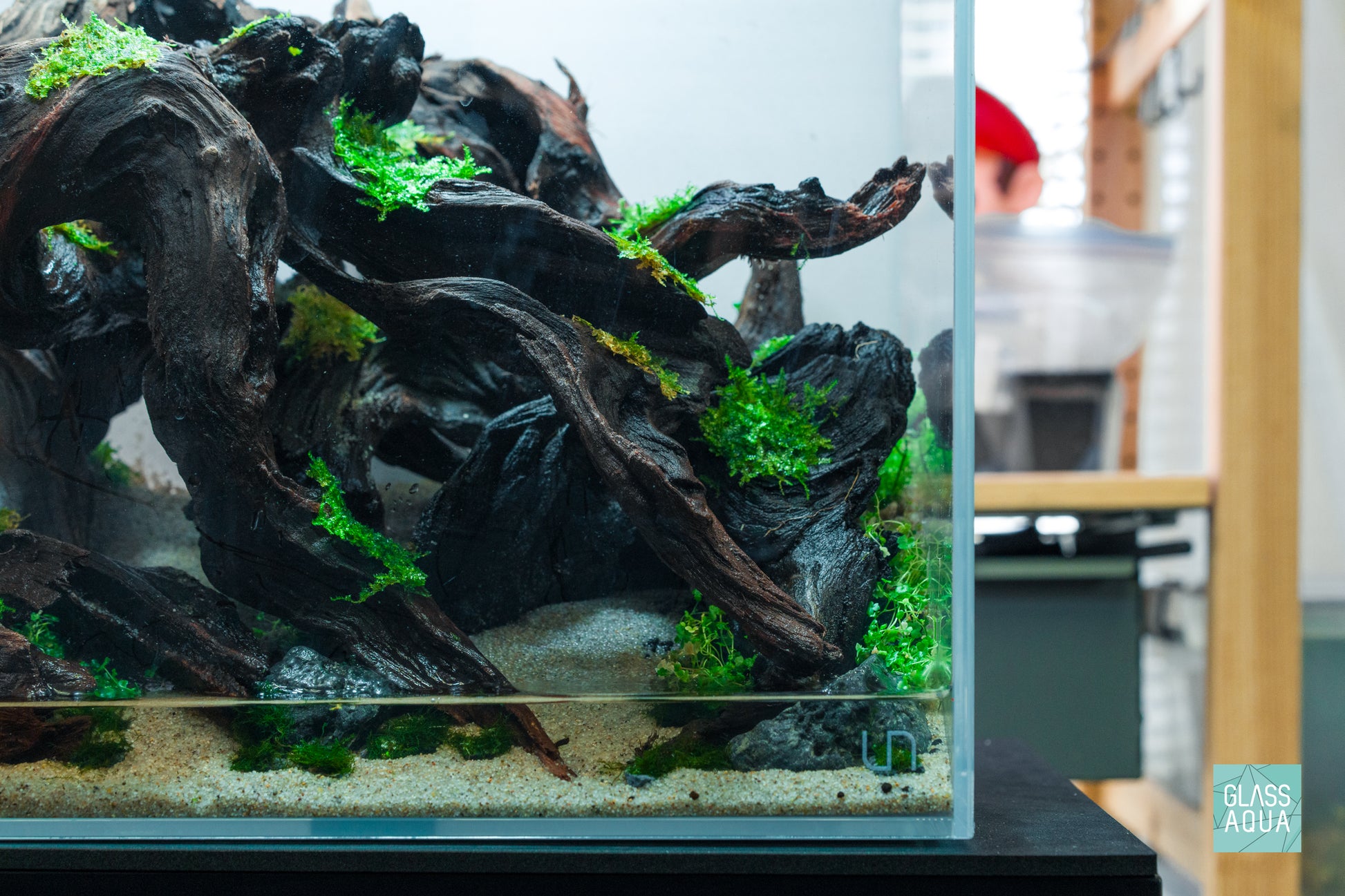 Taxiphyllum Alternans Taiwan Moss Planted Aquarium Aquatic Plant on Malaysian Driftwood
